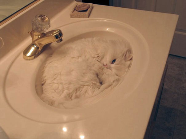 15-preuves-irrefutables-que-les-chats-sont-liquides-4