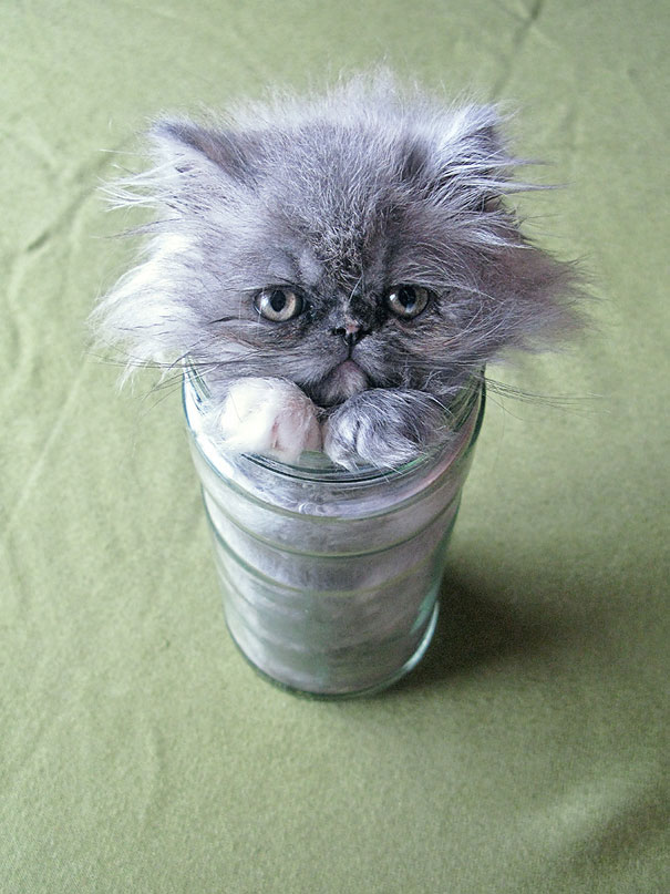 15-preuves-irrefutables-que-les-chats-sont-liquides-6