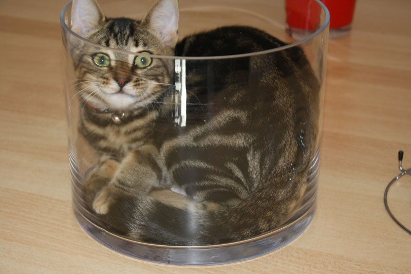 15-preuves-irrefutables-que-les-chats-sont-liquides14