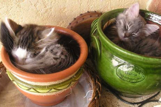 15-preuves-irrefutables-que-les-chats-sont-liquides15