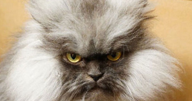 tremblez-humains-les-chats-sont-des-demons-qui-veulent-dominer-le-monde-une1