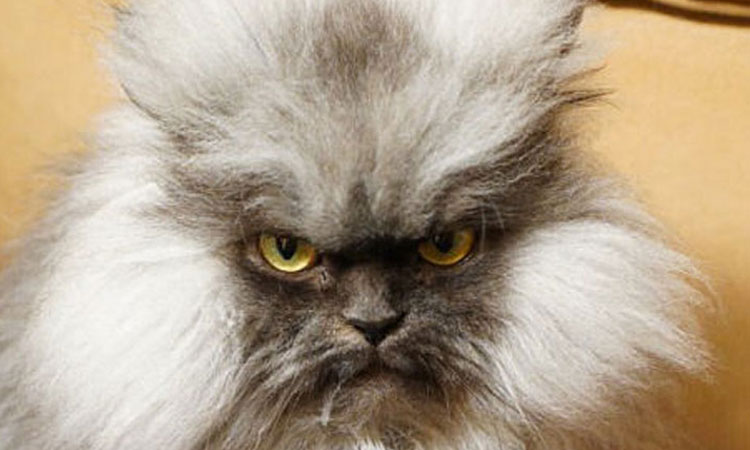 tremblez-humains-les-chats-sont-des-demons-qui-veulent-dominer-le-monde-une1