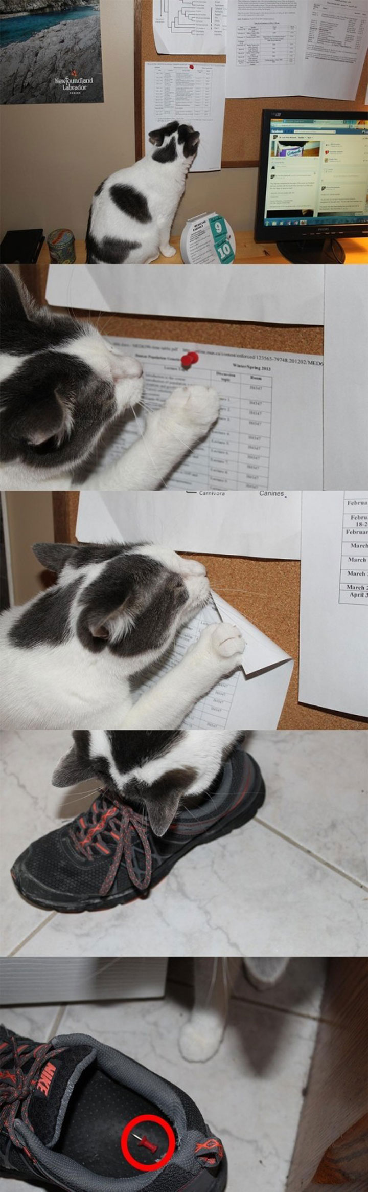 tremblez-humains-les-chats-sont-des-demons-qui-veulent-dominer-le-monde10