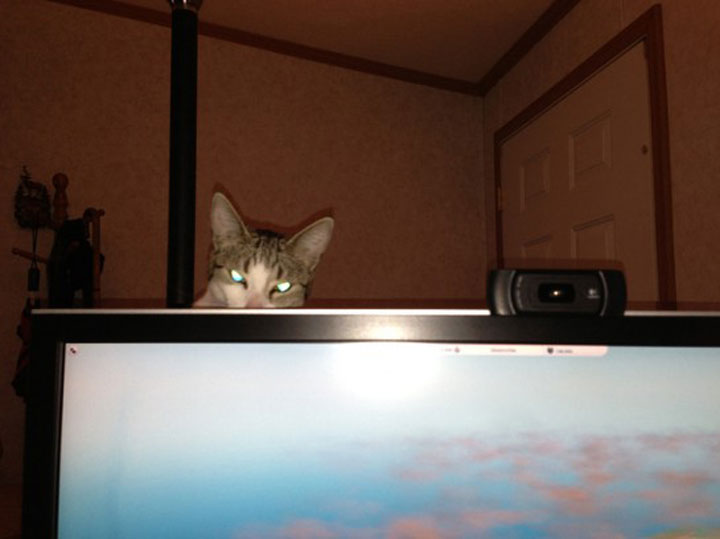 tremblez-humains-les-chats-sont-des-demons-qui-veulent-dominer-le-monde16