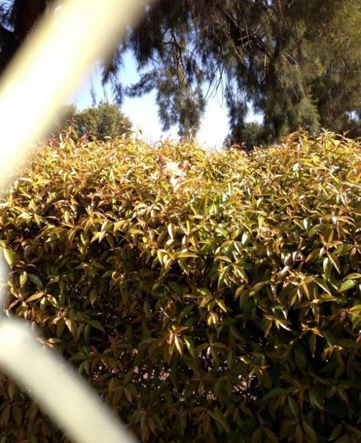 tremblez-humains-les-chats-sont-des-demons-qui-veulent-dominer-le-monde21