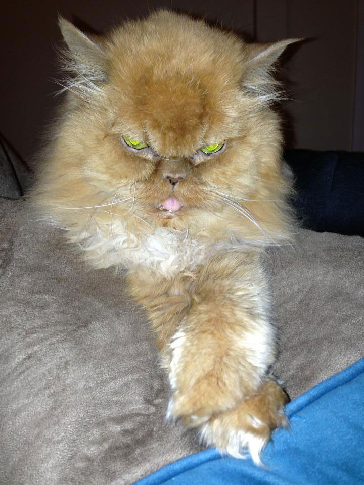 tremblez-humains-les-chats-sont-des-demons-qui-veulent-dominer-le-monde25