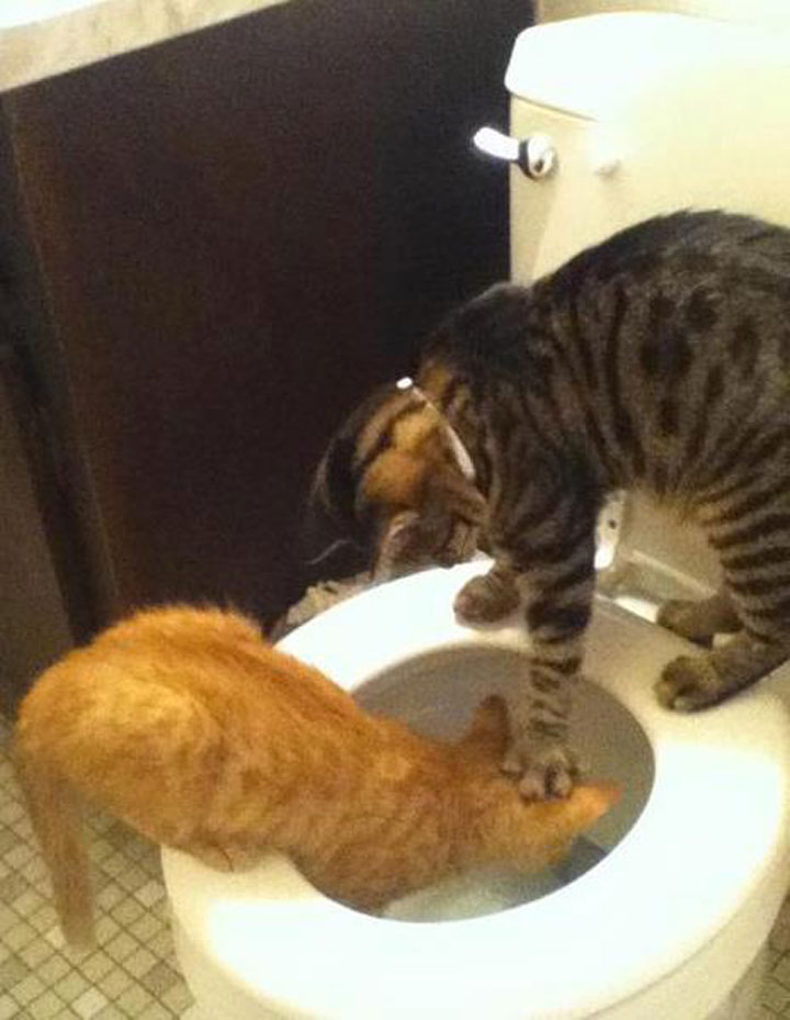 tremblez-humains-les-chats-sont-des-demons-qui-veulent-dominer-le-monde31