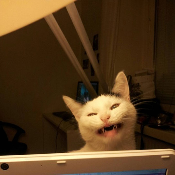 tremblez-humains-les-chats-sont-des-demons-qui-veulent-dominer-le-monde5