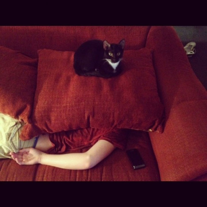 tremblez-humains-les-chats-sont-des-demons-qui-veulent-dominer-le-monde8