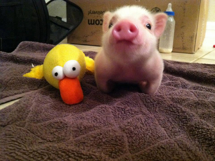 106-bebes-animaux-hyper-craquants-qui-vous-feront-fondre-de-tendresse11