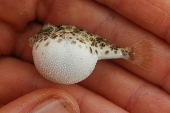 106-bebes-animaux-hyper-craquants-qui-vous-feront-fondre-de-tendresse15