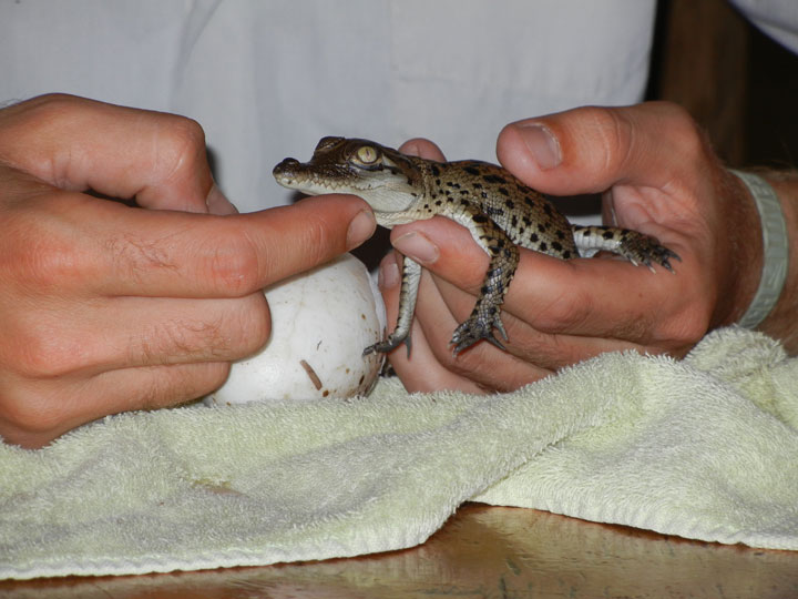 106-bebes-animaux-hyper-craquants-qui-vous-feront-fondre-de-tendresse25