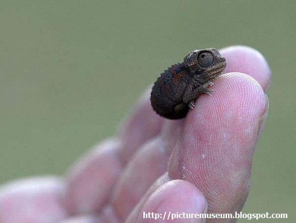 106-bebes-animaux-hyper-craquants-qui-vous-feront-fondre-de-tendresse27