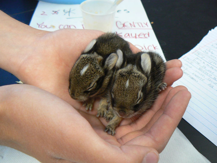 106-bebes-animaux-hyper-craquants-qui-vous-feront-fondre-de-tendresse28