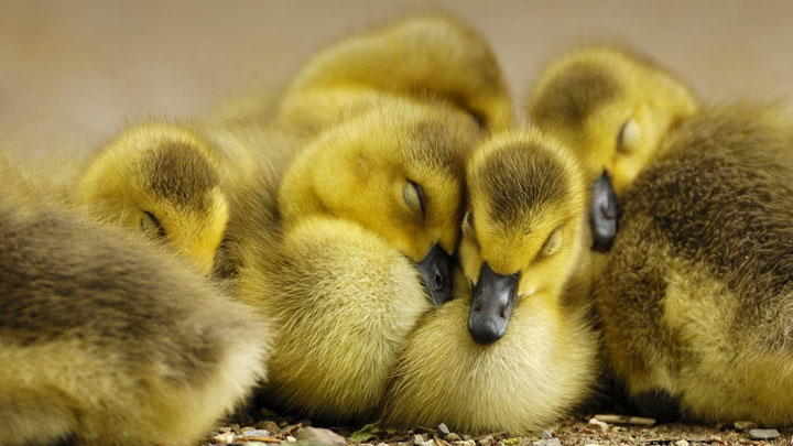 106-bebes-animaux-hyper-craquants-qui-vous-feront-fondre-de-tendresse33