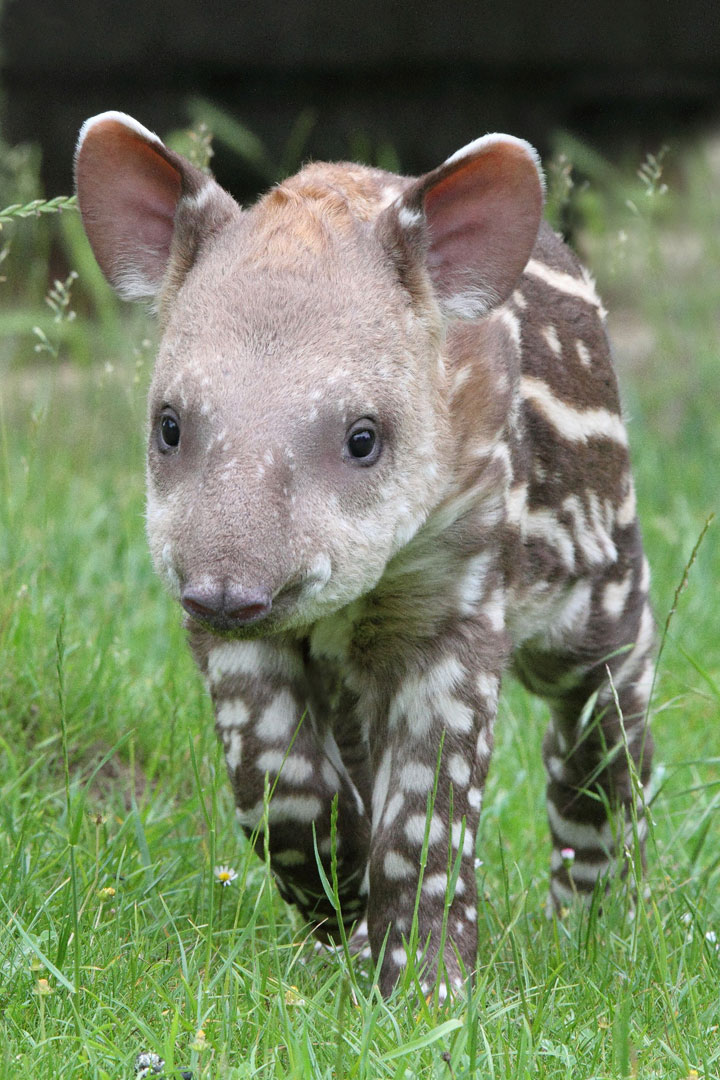 106-bebes-animaux-hyper-craquants-qui-vous-feront-fondre-de-tendresse34