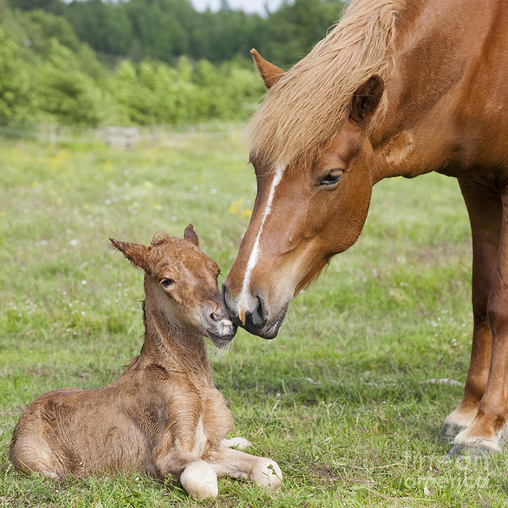106-bebes-animaux-hyper-craquants-qui-vous-feront-fondre-de-tendresse40