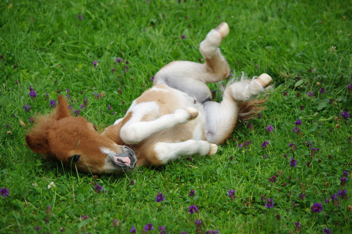 106-bebes-animaux-hyper-craquants-qui-vous-feront-fondre-de-tendresse41