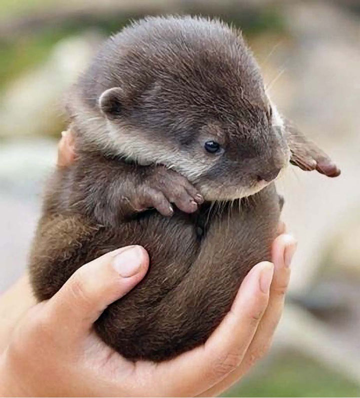 106-bebes-animaux-hyper-craquants-qui-vous-feront-fondre-de-tendresse48