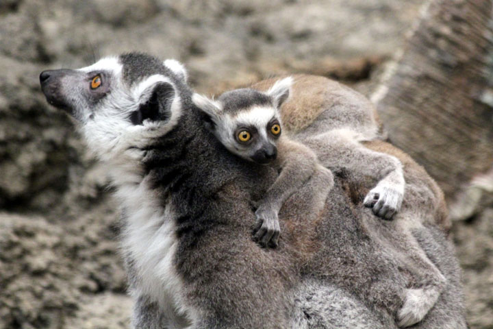 106-bebes-animaux-hyper-craquants-qui-vous-feront-fondre-de-tendresse5