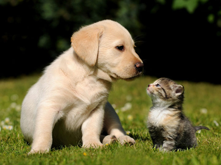 106-bebes-animaux-hyper-craquants-qui-vous-feront-fondre-de-tendresse51