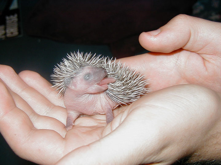 106-bebes-animaux-hyper-craquants-qui-vous-feront-fondre-de-tendresse54