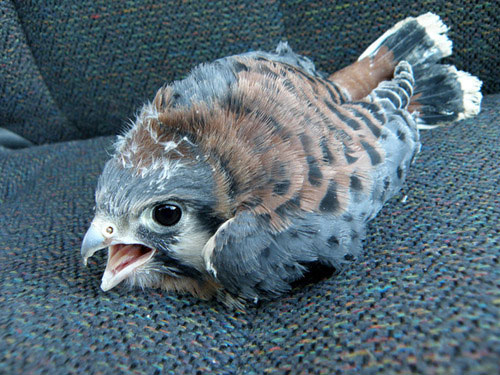 106-bebes-animaux-hyper-craquants-qui-vous-feront-fondre-de-tendresse59