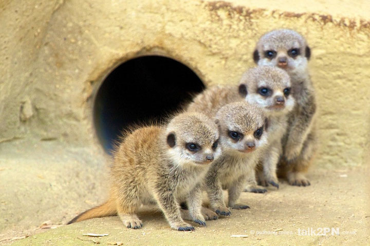 106-bebes-animaux-hyper-craquants-qui-vous-feront-fondre-de-tendresse66