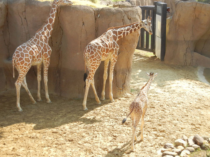 106-bebes-animaux-hyper-craquants-qui-vous-feront-fondre-de-tendresse71