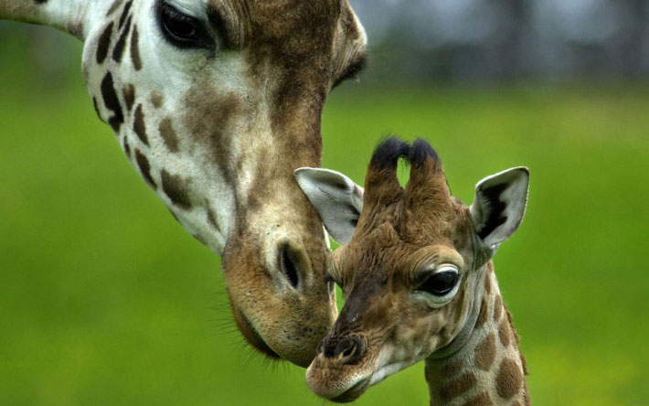 106-bebes-animaux-hyper-craquants-qui-vous-feront-fondre-de-tendresse73
