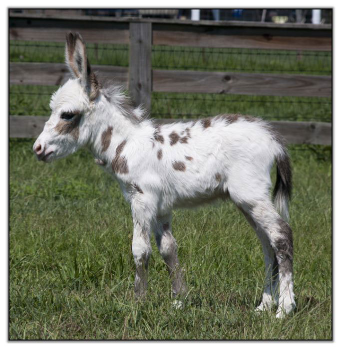 106-bebes-animaux-hyper-craquants-qui-vous-feront-fondre-de-tendresse80