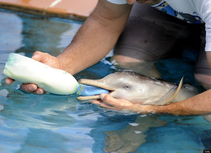 106-bebes-animaux-hyper-craquants-qui-vous-feront-fondre-de-tendresse86