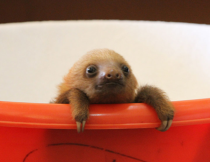 106-bebes-animaux-hyper-craquants-qui-vous-feront-fondre-de-tendresse98