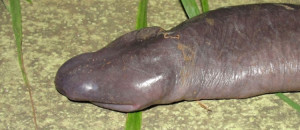 21-animaux-inhabituels-dont-vous-nauriez-jamais-soupconne-lexistence1