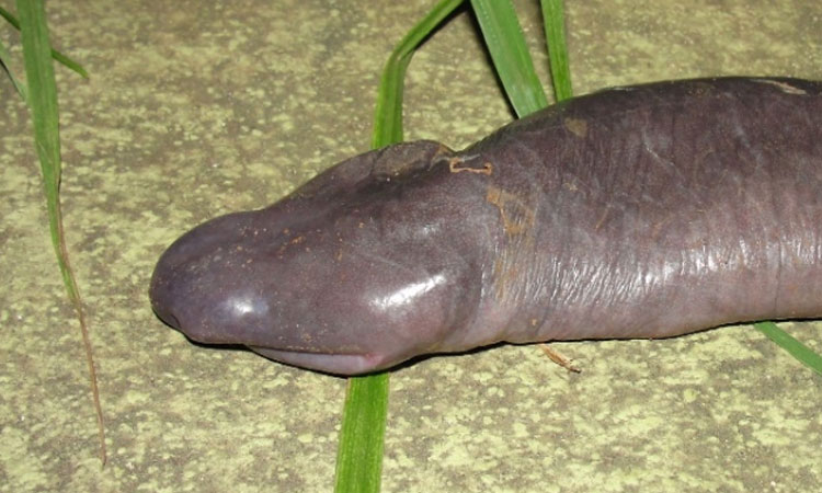 21-animaux-inhabituels-dont-vous-nauriez-jamais-soupconne-lexistence1