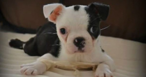 handicape-a-sa-naissance-un-chiot-apprend-a-marcher-grace-a-lintervention-dune-association-une