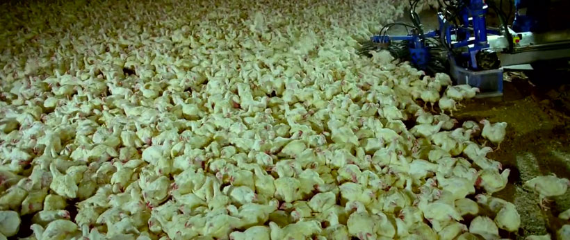 l-horreur-de-la-surconsommation-illustree-avec-cet-extrait-edifiant-du-film-samsara6