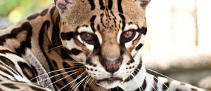 le-costa-rica-ferme-ses-zoos-et-libere-les-animaux-de-leurs-cages-une