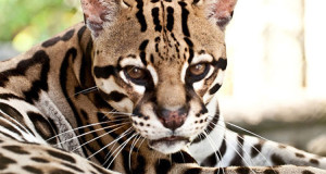 le-costa-rica-ferme-ses-zoos-et-libere-les-animaux-de-leurs-cages-une