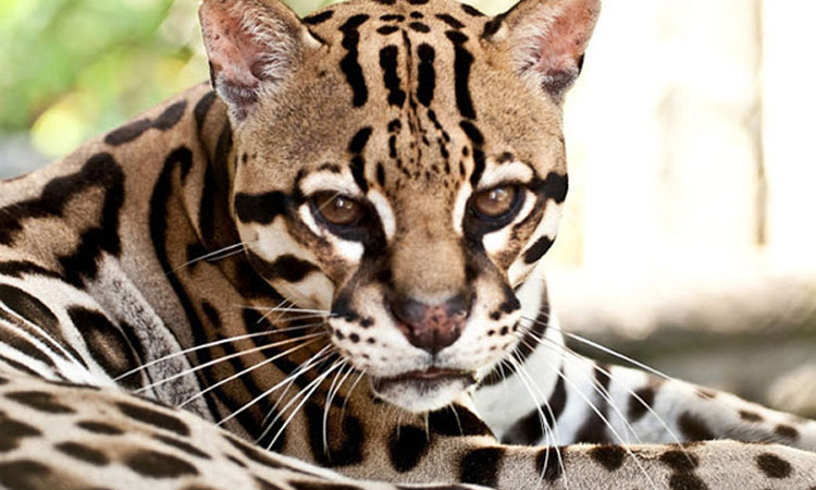 le-costa-rica-ferme-ses-zoos-et-libere-les-animaux-de-leurs-cages-une