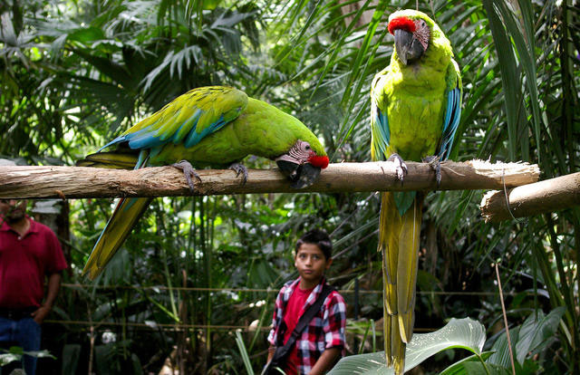 le-costa-rica-ferme-ses-zoos-et-libere-les-animaux-de-leurs-cages1