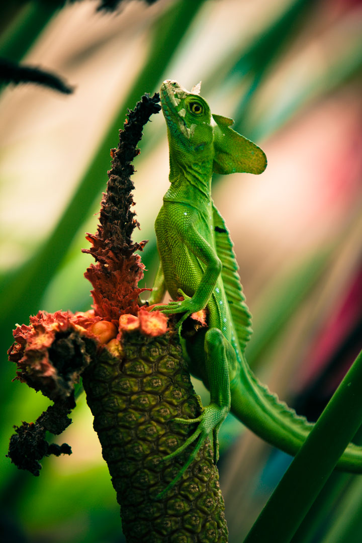 le-costa-rica-ferme-ses-zoos-et-libere-les-animaux-de-leurs-cages11