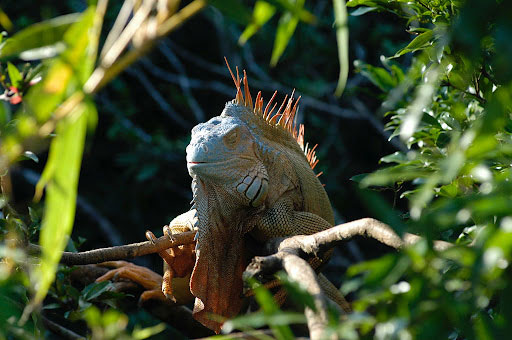 le-costa-rica-ferme-ses-zoos-et-libere-les-animaux-de-leurs-cages12