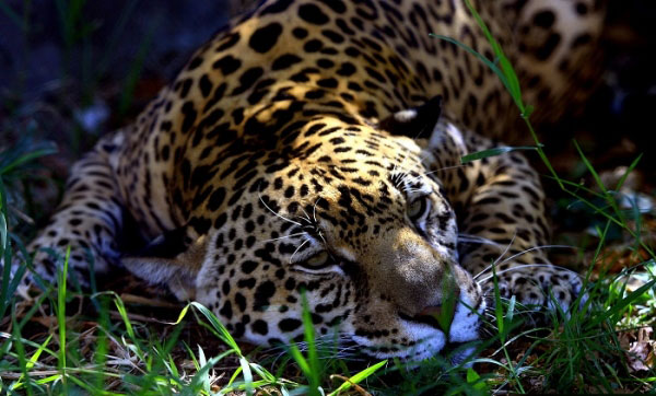 le-costa-rica-ferme-ses-zoos-et-libere-les-animaux-de-leurs-cages13