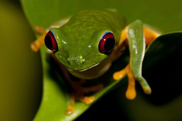 le-costa-rica-ferme-ses-zoos-et-libere-les-animaux-de-leurs-cages14