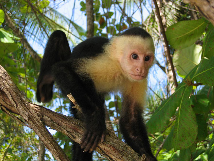 le-costa-rica-ferme-ses-zoos-et-libere-les-animaux-de-leurs-cages15