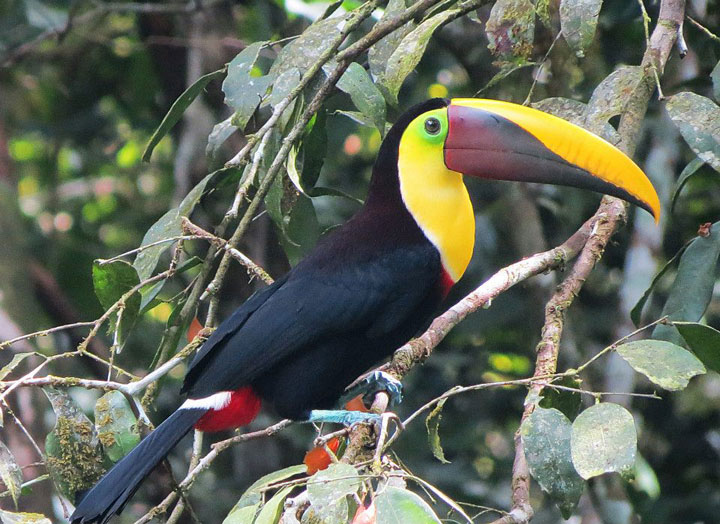 le-costa-rica-ferme-ses-zoos-et-libere-les-animaux-de-leurs-cages16