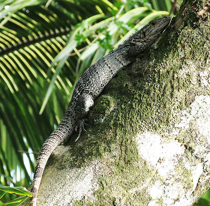 le-costa-rica-ferme-ses-zoos-et-libere-les-animaux-de-leurs-cages17