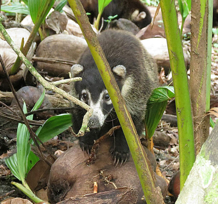 le-costa-rica-ferme-ses-zoos-et-libere-les-animaux-de-leurs-cages18