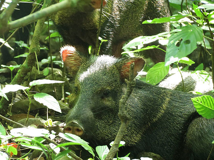 le-costa-rica-ferme-ses-zoos-et-libere-les-animaux-de-leurs-cages19